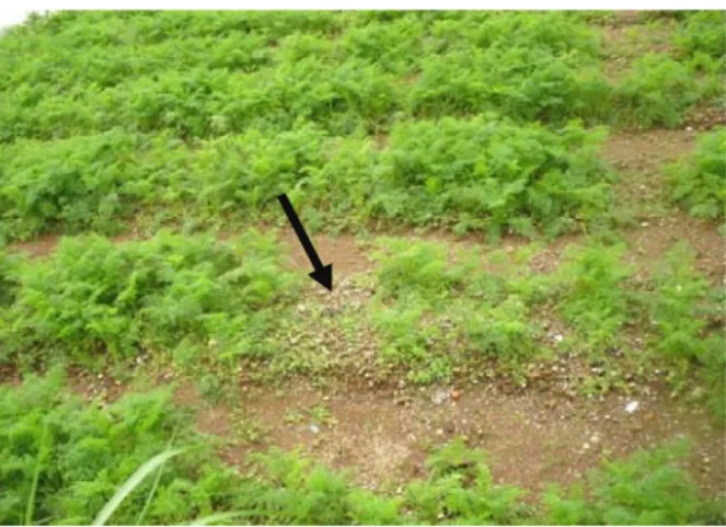 Gambar 1 Pertanaman  wortel  terinfestasi NPA, terdapat  kelompok-kelompok tanaman kerdil dan  me-nguning serta bagian lahan yang kosong