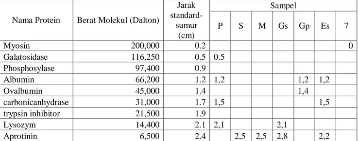 Tabel  1.1 Hasil elektriforesis SDS Akrilamid 