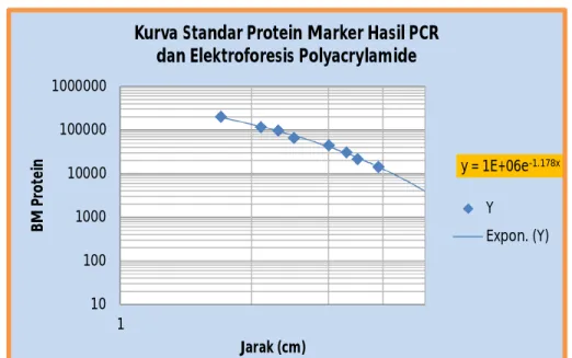 Tabel 4.  Jarak Band, Berat Molekul dan Jenis Protein Sampel Elektroforesis SDS-PAGE 