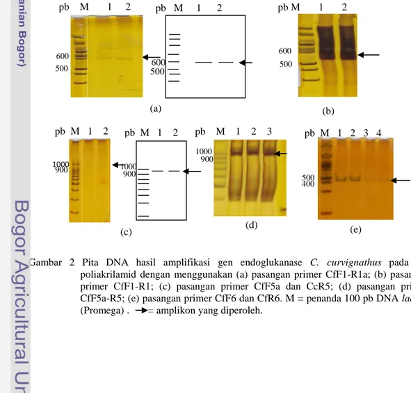 Gambar  2  Pita  DNA  hasil  amplifikasi  gen  endoglukanase  C.  curvignathus  pada  gel  poliakrilamid  dengan  menggunakan  (a)  pasangan  primer  CfF1-R1a;  (b)  pasangan  primer  CfF1-R1;  (c)  pasangan  primer  CfF5a  dan  CcR5;  (d)  pasangan  prime