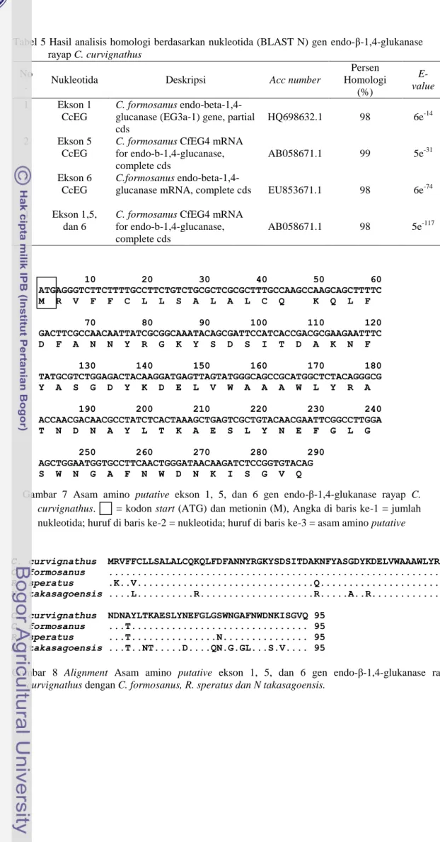 Tabel 5 Hasil analisis homologi berdasarkan nukleotida (BLAST N) gen  endo-β-1,4-glukanase  rayap C