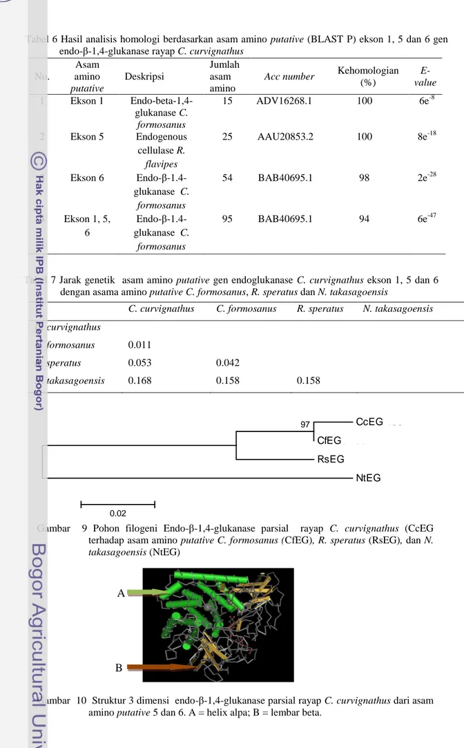 Tabel 7 Jarak genetik   asam  amino  putative gen endoglukanase  C. curvignathus ekson  1, 5 dan 6  dengan asama amino putative C