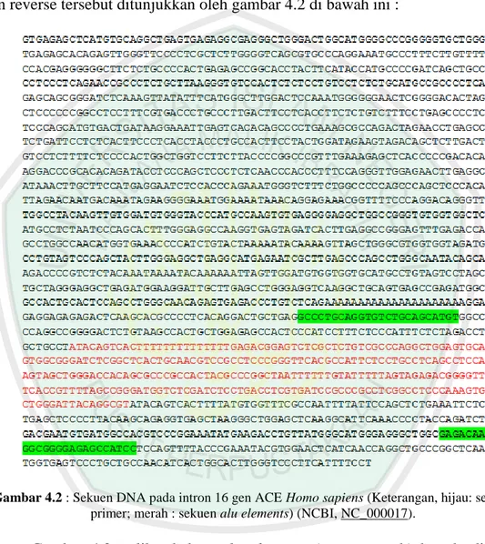 Gambar 4.2 : Sekuen DNA pada intron 16 gen ACE Homo sapiens (Keterangan, hijau: sekuen  primer; merah : sekuen alu elements) (NCBI, NC_000017)