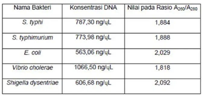 Tabel 1. Hasil Pengukuran Konsentrasi DNA  dengan Nanodrop 