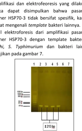 Gambar 7. Hasil Amplifikasi dengan Pasangan Primer  Gen HSP70-3. (1) Marker DNA, (2) Hasil PCR DNA Genom  S