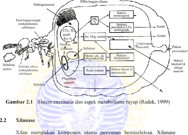 Gambar 2.1  Sistem enzimatis dan aspek metabolisme rayap (Radek, 1999) 