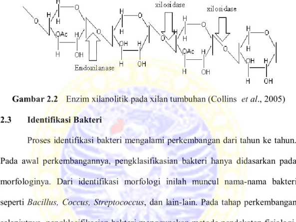 Gambar 2.2  Enzim xilanolitik pada xilan tumbuhan (Collins  et al., 2005)  2.3  Identifikasi Bakteri 