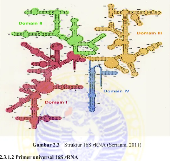 Gambar 2.3  Struktur 16S rRNA (Serianni, 2011)  2.3.1.2 Primer universal 16S rRNA 