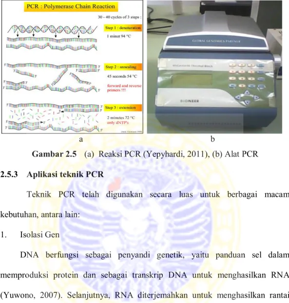 Gambar 2.5  (a)  Reaksi PCR (Yepyhardi, 2011), (b) Alat PCR  2.5.3  Aplikasi teknik PCR 