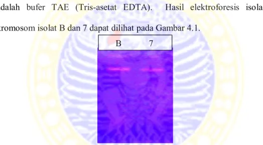 Gambar 4.1 Elektroforesis hasil isolasi DNA kromosom (B) isolat B, (7) isolat 7  Hasil  isolasi  DNA  kromosom  dari  kedua  isolat  diukur  konsentrasi  dan  kemurniannya menggunakan alat Nanodrop Spectrophotometer ND-1000