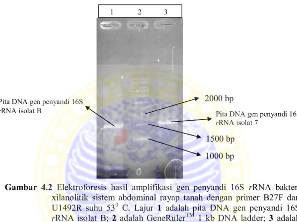 Gambar  4.2  Elektroforesis  hasil  amplifikasi  gen  penyandi  16S  rRNA  bakteri  xilanolitik  sistem  abdominal  rayap  tanah  dengan  primer  B27F  dan  U1492R  suhu  53 0   C