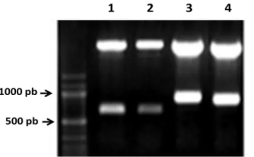 Gambar 7. Verifikasi DNA plasmid rekombinan target 600 pb (1 &amp; 2) dan 750 pb  (3 &amp; 4) dengan enzim restriksi EcoR1