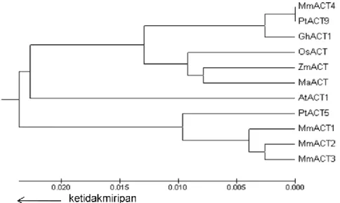 Gambar  8.  Hubungan  filogenetik  antara  aktin  Melastoma  malabathricum  (Mm),  Populus  trichocarpa  (Pt),  Gossypium  hirsutum  (Gh),  Arabidopsis  thaliana (At), Oryza sativa (Os), Zea mays (Zm) dan Musa acuminate  AAA Group (Ma)