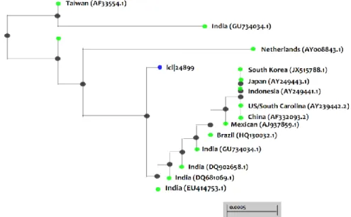 Gambar  11.  Pohon  filogenetika  VP28  yang  menunjukkan  kekerabatan  dengan  beberapa  VP28  yang  ada  di  Gen Bank