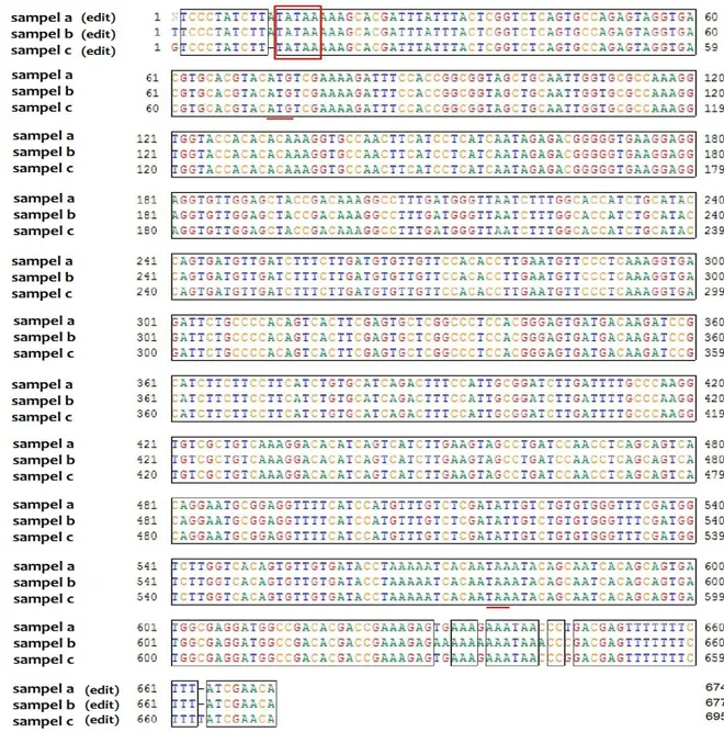Gambar 6.   Allignment sekuen viral protein-28 antar beberapa sampel   WSSV  yang  menginfeksi  udang  windu (no sampel a, b dan c) dengan panjang gen target yaitu 674, 677, dan 695 bp