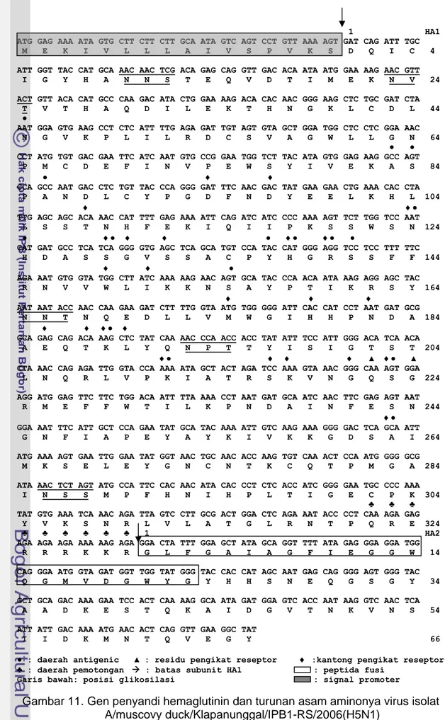 Gambar 11. Gen penyandi hemaglutinin dan turunan asam aminonya virus isolat                             A/muscovy duck/Klapanunggal/IPB1-RS/2006(H5N1)   