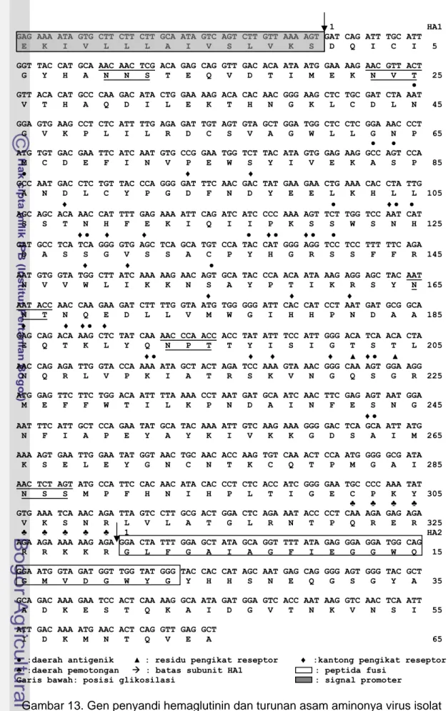 Gambar 13. Gen penyandi hemaglutinin dan turunan asam aminonya virus isolat                                A/duck/Leuwiliang/IPB3-RS/2006(H5N1)   