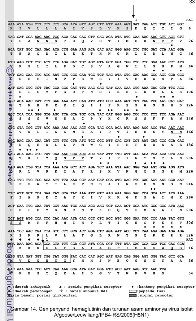 Gambar 14. Gen penyandi hemaglutinin dan turunan asam aminonya virus isolat  A/goose/Leuwiliang/IPB4-RS/2006(H5N1) 