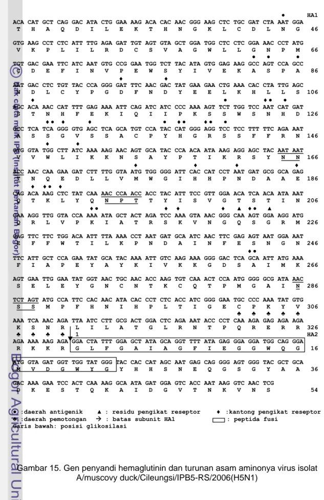 Gambar 15. Gen penyandi hemaglutinin dan turunan asam aminonya virus isolat  A/muscovy duck/Cileungsi/IPB5-RS/2006(H5N1) 