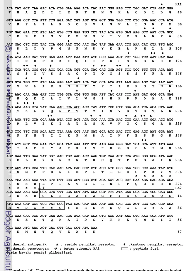 Gambar 16. Gen penyandi hemaglutinin dan turunan asam aminonya virus isolat  A/duck/Nagrak/IPB6-RS/2006(H5N1) 