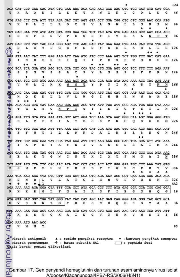Gambar 17. Gen penyandi hemaglutinin dan turunan asam aminonya virus isolat  A/goose/Klapanunggal/IPB7-RS/2006(H5N1) 