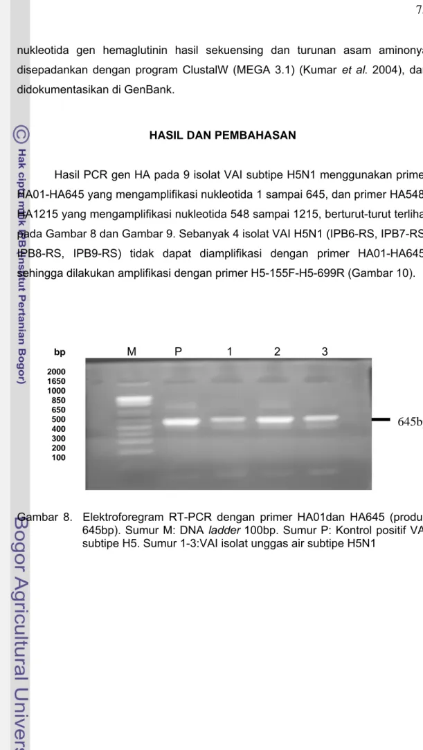 Gambar 8.  Elektroforegram RT-PCR dengan primer HA01dan HA645 (produk  645bp). Sumur M: DNA ladder 100bp