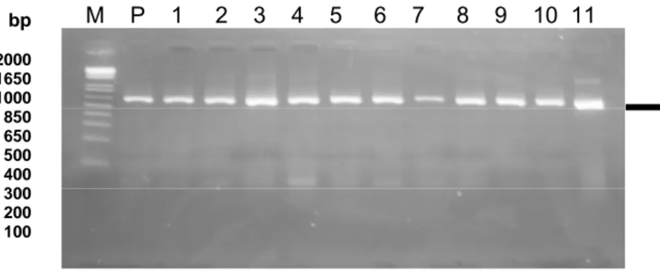 Gambar 10. Elektroforegram RT-PCR dengan primer H5-155F dan H5-699R  (produk 545bp). Sumur M: DNA ladder  100bp