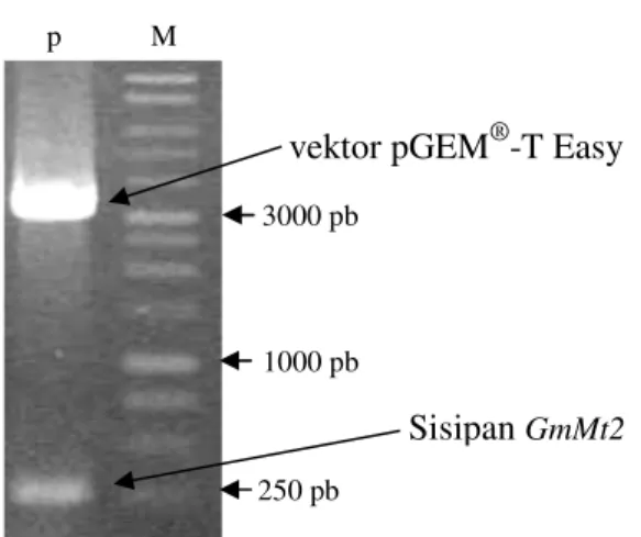 Gambar  9  Hasil  pemotongan  plasmid  dengan  enzim  restriksi  EcoR1;  M:  marker  1  kb,                     p: pGEM ® –T Easy + GmMt2