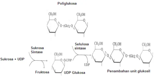 Gambar 2. Biosintesis selulosa (Bohinsky, 1987) 