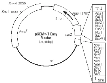 Gambar 4. Peta vektor pGemT-Easy (Promega, 2005) 