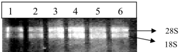 Gambar 6. Sintesis cDNA dari sengon  Keterangan :  