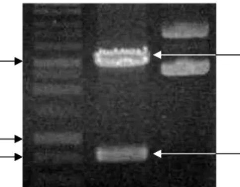 Gambar 12  Hasil  pemotongan  DNA  plasmid  rekombinan  dengan  EcoRI  yang  dideteksi  dengan  elektroforesis  menggunakan  gel  agarosa  1%  (b/v)