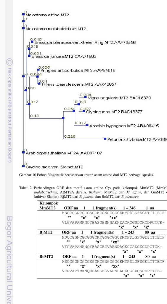 Gambar 10 Pohon filogenetik berdasarkan urutan asam amino dari MT2 berbagai spesies. 