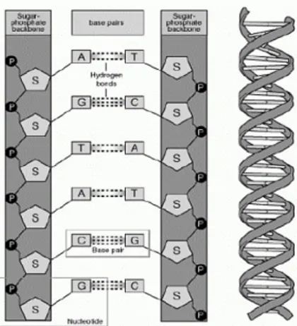 Gambar  II.3.  Struktur  DNA  dan  basa  penyusun  DNA  (Sumber: 