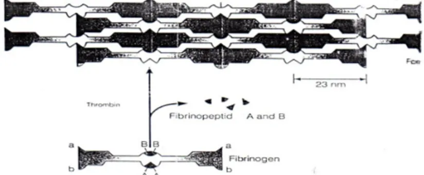 Gambar II.1 Mekanisme Pembentukkan Fiber dari Monomer Fibrin           (Mathews et al., 2000) 