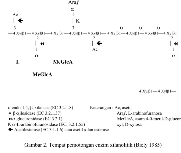 Gambar 2. Tempat pemotongan enzim xilanolitik (Biely 1985) 