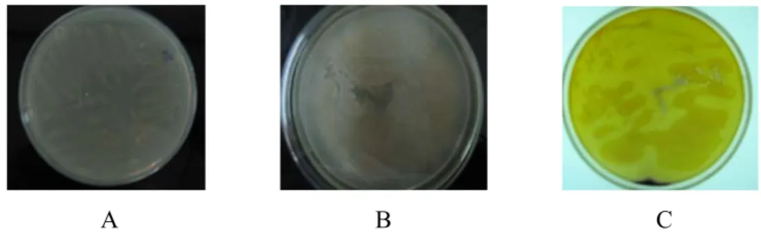 Gambar IV.1   Pertumbuhan dan penapisan bakteri laut galur lokal SFNB3.  