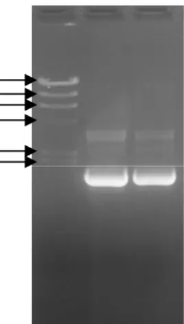 Gambar IV.10 Elektroforegram hasil isolasi DNA pUC19. Lajur 1. Penanda  DNAλ/HindIII; lajur 2 dan 3