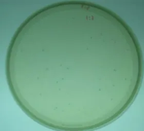 Gambar IV.12 Hasil transformasi E. coli TOP10F’ dengan plasmid rekombinan. 