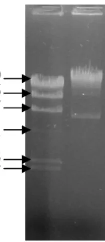 Gambar IV.2 Elektroforegram hasil isolasi DNA kromosom Vibrio sp. SFNB3   dengan metode Wizard ®  Genomic DNA Purification Kit