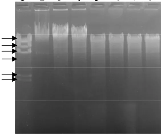 Gambar IV. 6 Elektroforegram pemotongan secara parsial DNA kromosom Vibrio  sp. SFNB3 oleh enzim restriksi EcoRI dengan variasi waktu  inkubasi