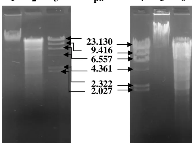 Gambar IV.7 Elektroforegram pemotongan secara parsial DNA kromosom Vibrio  sp. SFNB3 oleh enzim restriksi EcoRI dengan perbandingan waktu  inkubasi