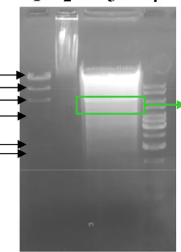 Gambar IV.8 Elektroforegram pemotongan fragmen DNA kromosom dengan  enzim restriksi EcoRI