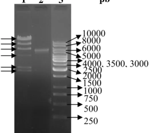 Gambar IV.9 Elektroforegram pemurnian DNA kromosom Vibrio sp. SFNB3  dengan GFX TM  PCR DNA and Gel Band Purification Kit
