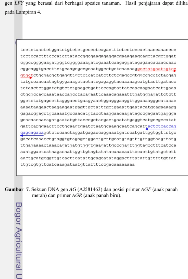 Gambar  7. Sekuen DNA gen AG (AJ581463) dan posisi primer AGF (anak panah  merah) dan primer AGR (anak panah biru)