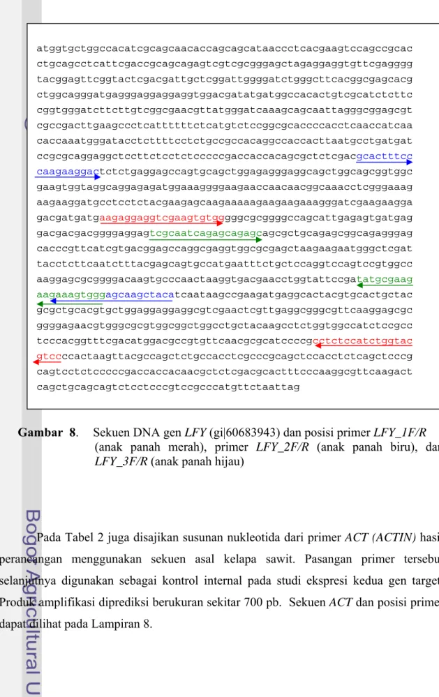 Gambar  8.     Sekuen DNA gen LFY (gi|60683943) dan posisi primer LFY_1F/R   (anak panah merah), primer LFY_2F/R (anak panah biru), dan  LFY_3F/R (anak panah hijau) 