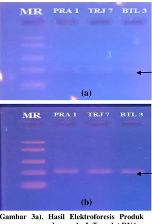 Gambar 2. Hasil Elektroforesis 35 Siklus Amplifikasi  mtDNA  Ikan      Medaka  Oryzias  spp