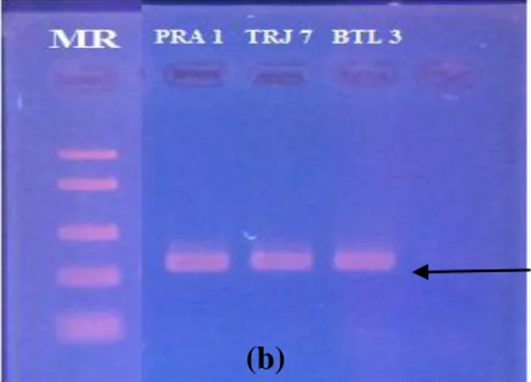 Gambar 4a. Hasil Elektroforesis Produk   PCR  dengan 1 µL Templat DNA 