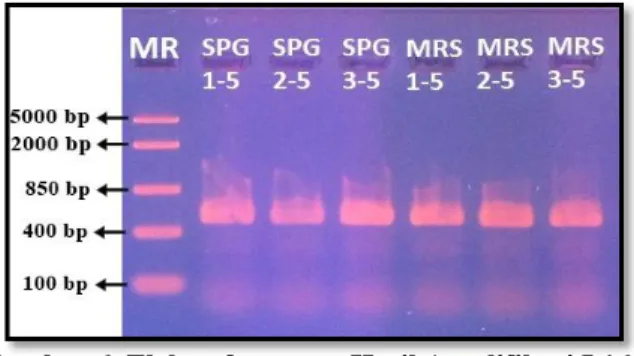 Gambar 4. Elektroforegram Hasil Amplifikasi IV  12s rRNA 