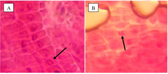 Gambar 1.  Preparat  kromosom  padi  pada varietas  Indragiri.  (A) Tanpa  perlakuan  NaCl  (B)  Dengan  perlakuan  90  mM  NaCl  selama  24  jam